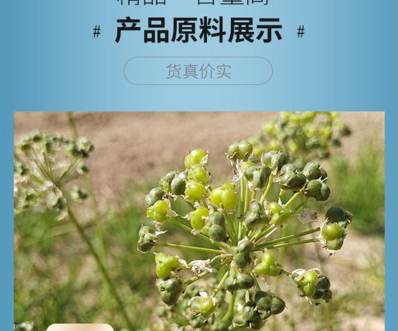 纯韭菜籽粉可食用种子精细粉末特硬长炒熟冲饮