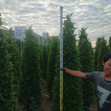 非洲苿莉产地一手货源，量大优惠对接全国市场电商平台