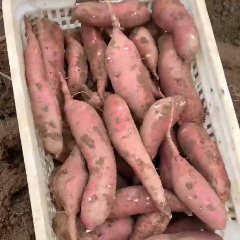 河北石家庄行唐版红腰红薯批发