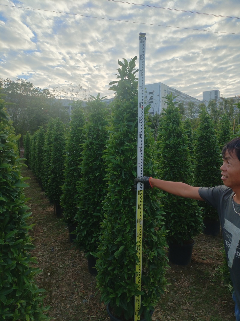 非洲苿莉产地一手货源，量大优惠对接全国市场电商平台