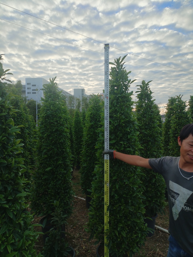 非洲苿莉产地一手货源，量大优惠对接全国市场电商平台