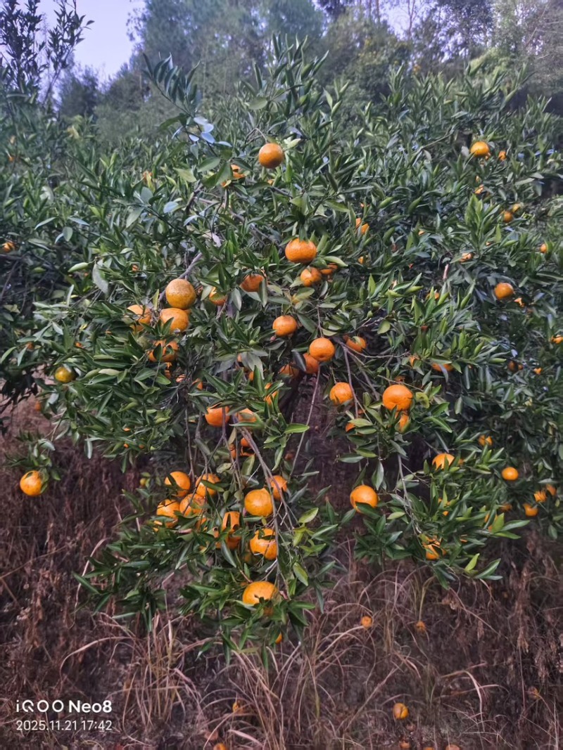 茶枝柑