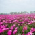 芍药苗、高产改良品种，新一代繁育品种，抗病高产