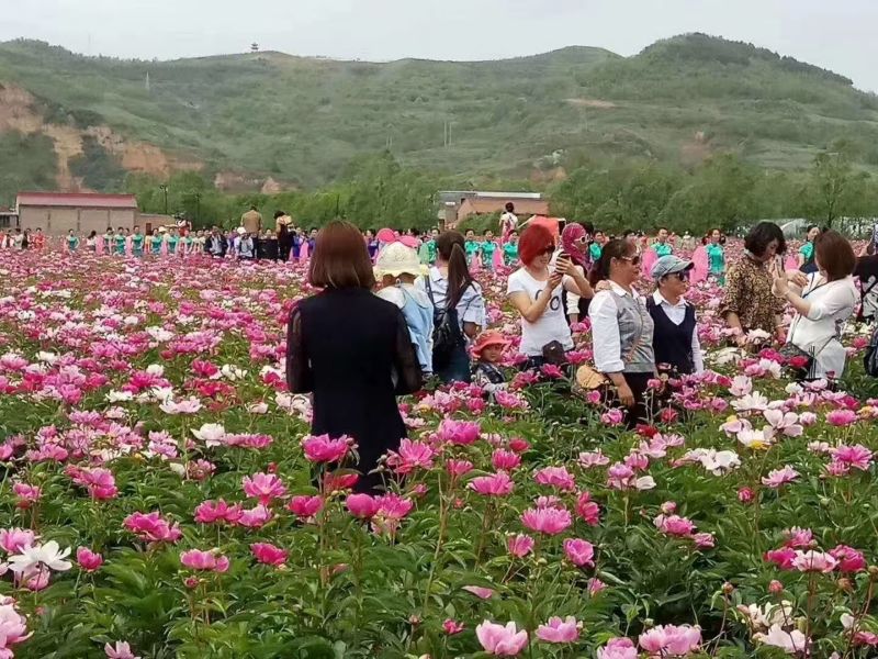 芍药苗、高产改良品种，新一代繁育品种，抗病高产