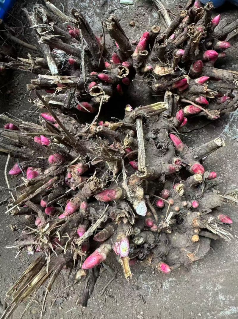 芍药苗、高产改良品种，新一代繁育品种，抗病高产