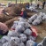芍药苗、高产改良品种，新一代繁育品种，抗病高产