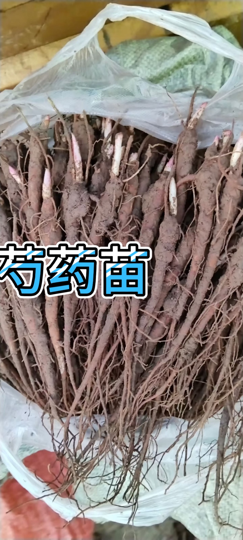 芍药苗、高产改良品种，新一代繁育品种，抗病高产