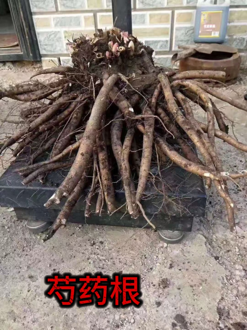 芍药苗、高产改良品种，新一代繁育品种，抗病高产