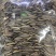 瓜子(新货现做)核桃味，焦糖味，五香味，大量供应