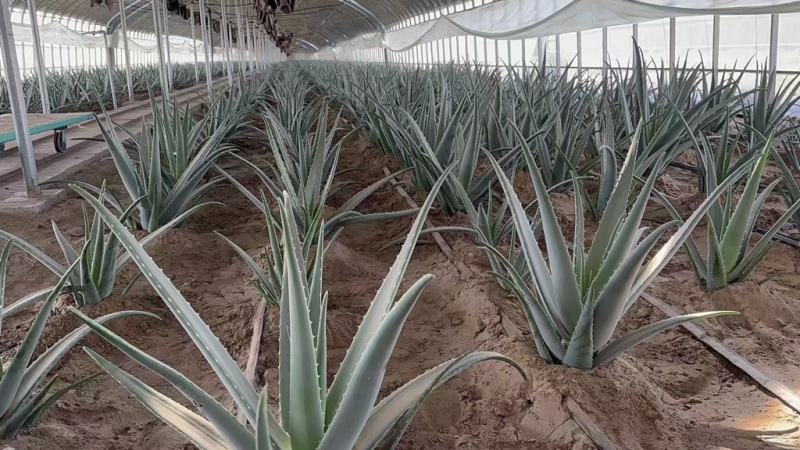 【推荐】新疆芦荟库拉索芦荟产地新鲜发货可ship视频看货