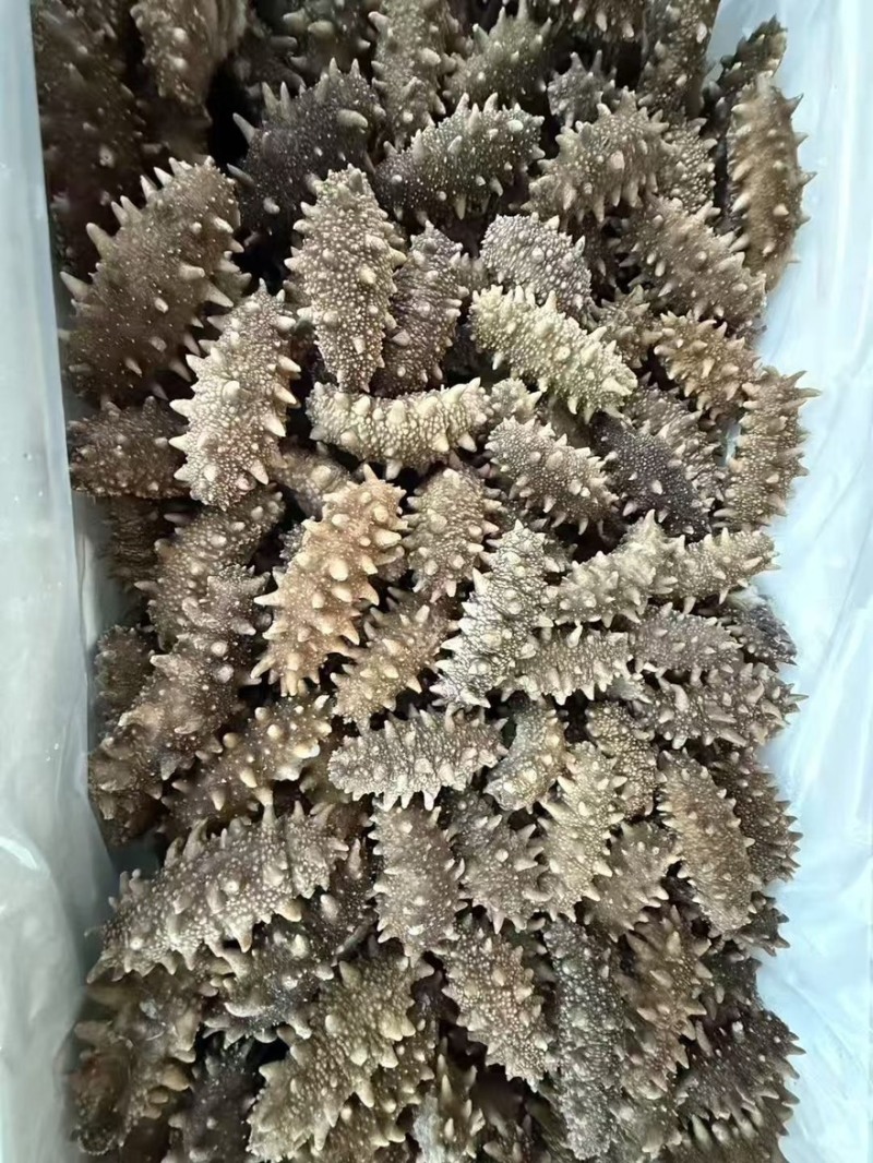 辽宁海参品质保证诚信经营欢迎联系接商超市场电商