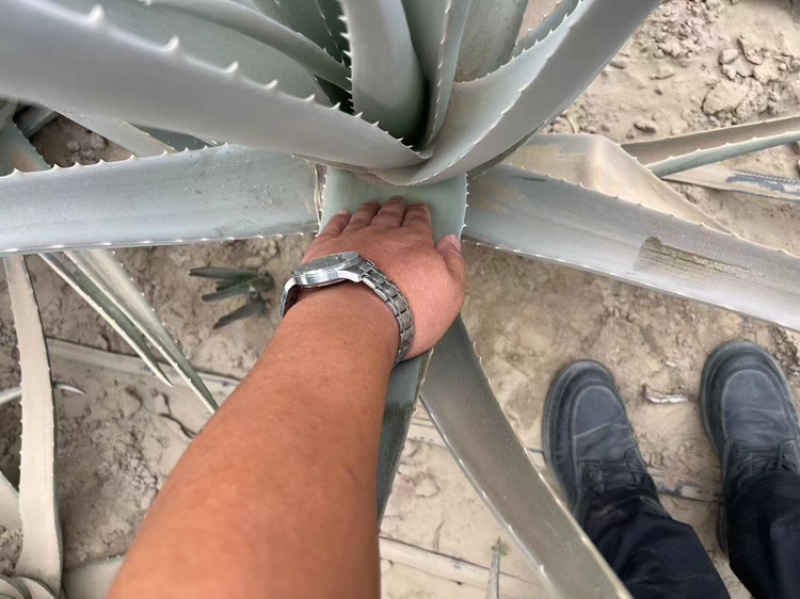 【推荐】新疆芦荟库拉索芦荟产地新鲜发货可ship视频看货