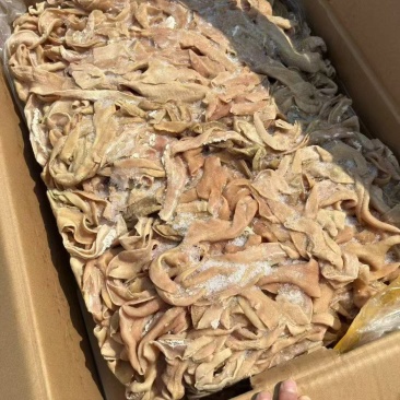 育肥牛小肠