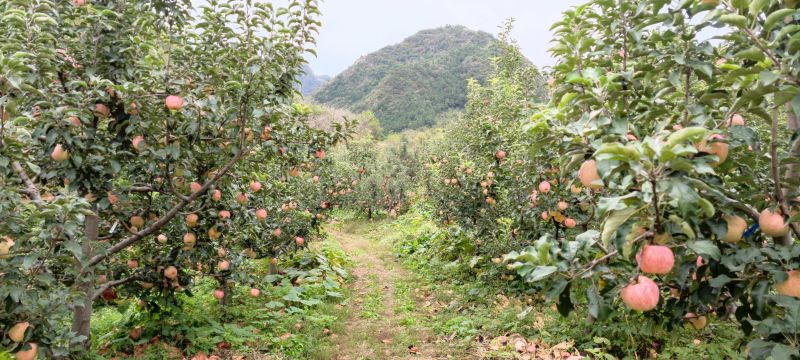 自己果园，出售苹果，现场验货定价。***********