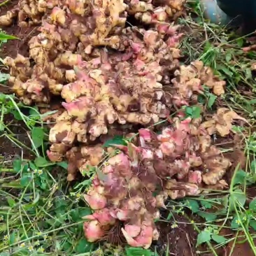 云南小黄姜