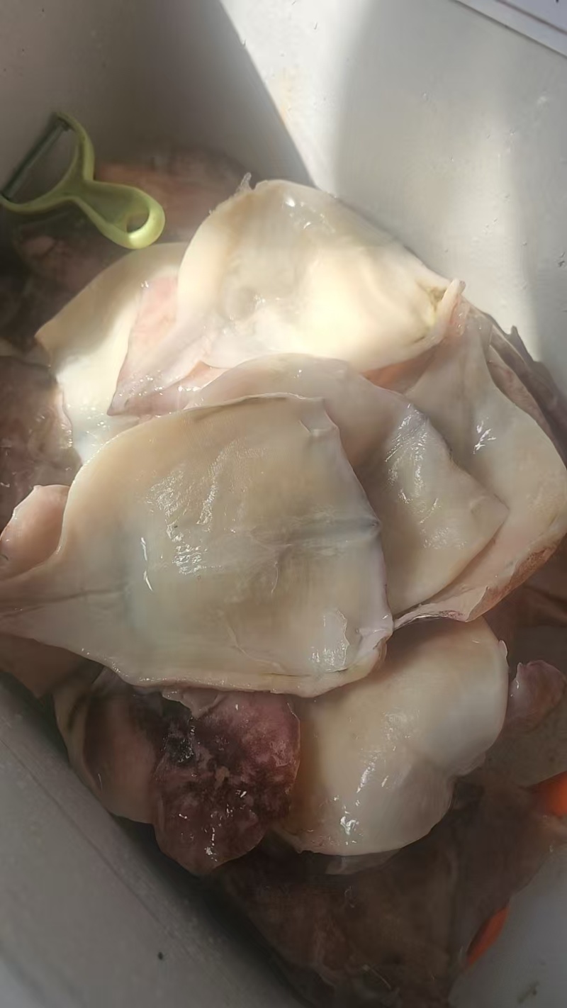 真鱿片基地直发量大从优价格实惠