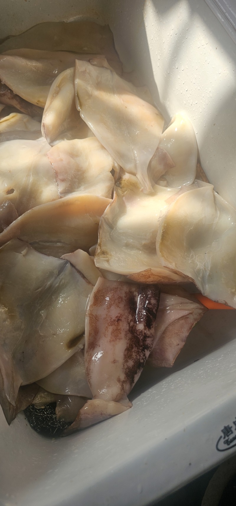 真鱿片基地直发量大从优价格实惠