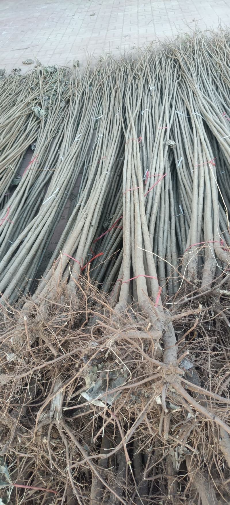 山东速生杨107杨树苗大量供应，产地直发，品质保证