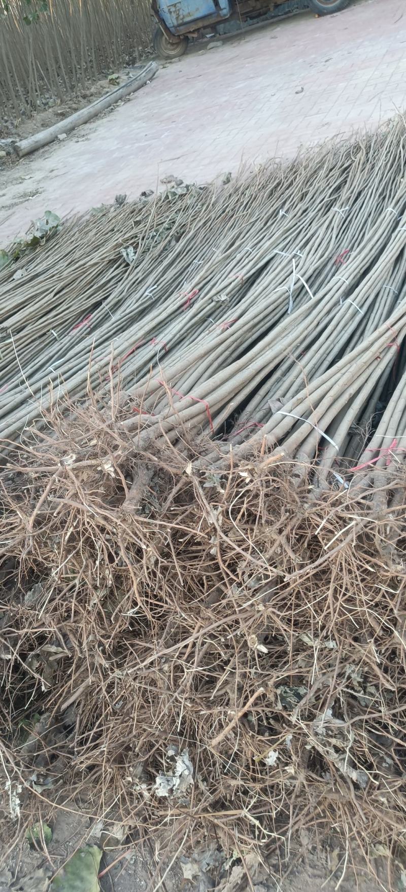 山东速生杨107杨树苗大量供应，产地直发，品质保证