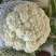 《菜花》百花菜花/白面青梗松花菜/散花/山东产地直发