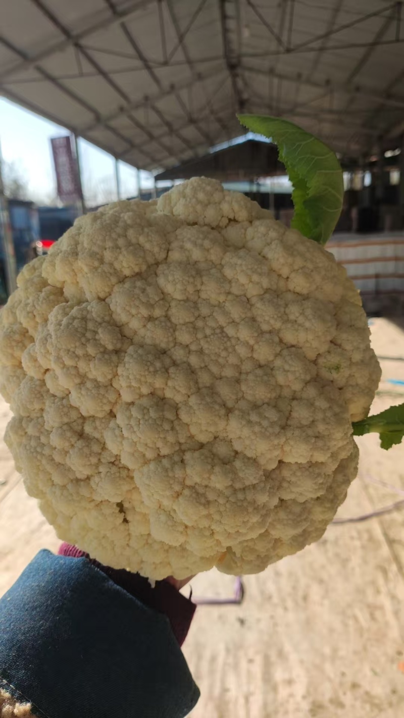 《菜花》百花菜花/白面青梗松花菜/散花/山东产地直发