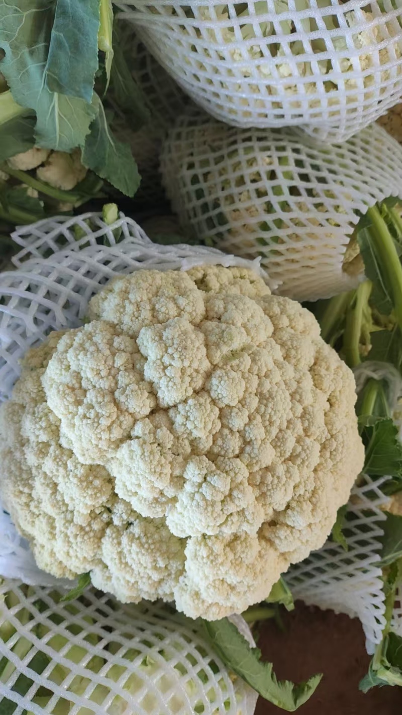《菜花》百花菜花/白面青梗松花菜/散花/山东产地直发