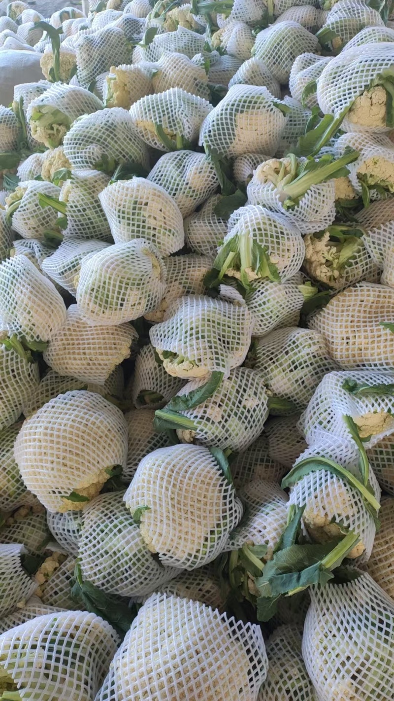 《菜花》百花菜花/白面青梗松花菜/散花/山东产地直发