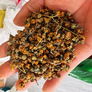 贵州省安龙县德卧镇野菊花