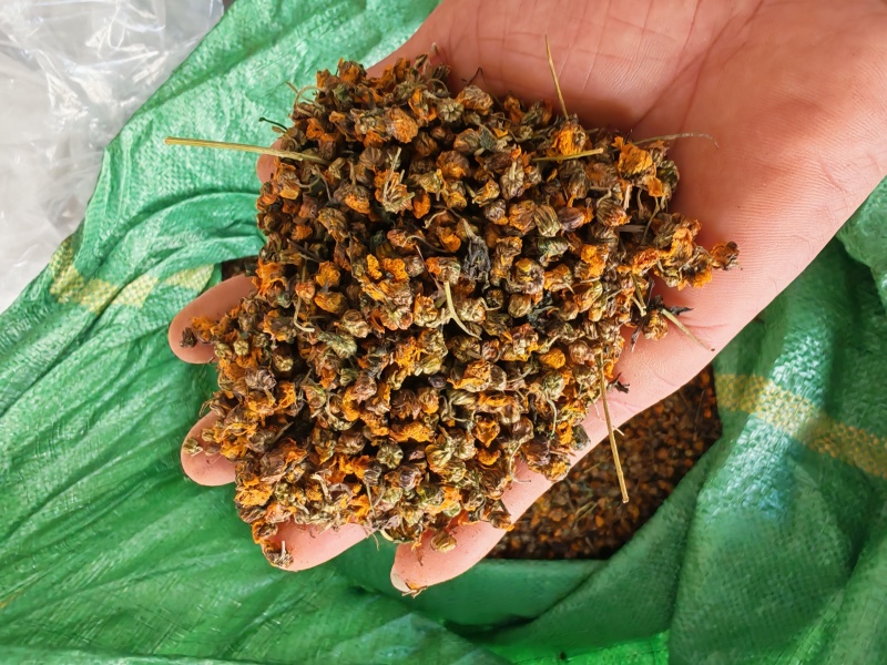 贵州省安龙县德卧镇野菊花