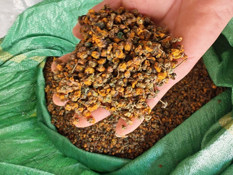 贵州省安龙县德卧镇野菊花