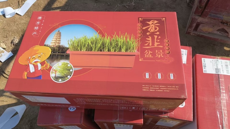 河北邢台黄韭菜盆景对接全国市场量大从优欢迎询价热卖中