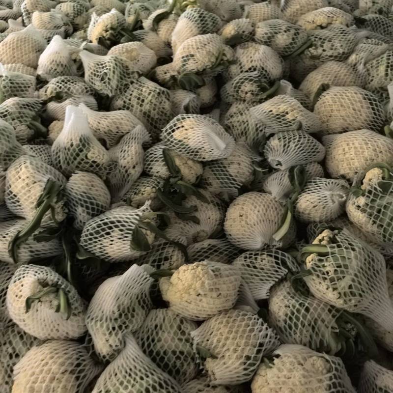 山东省潍坊市青州市菜花，大量上市了，很好。