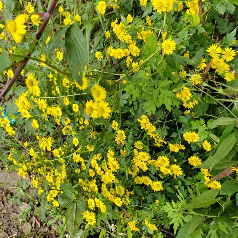贵州省安龙县德卧镇野菊花