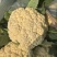 山东省潍坊市青州市菜花，大量上市了，很好。