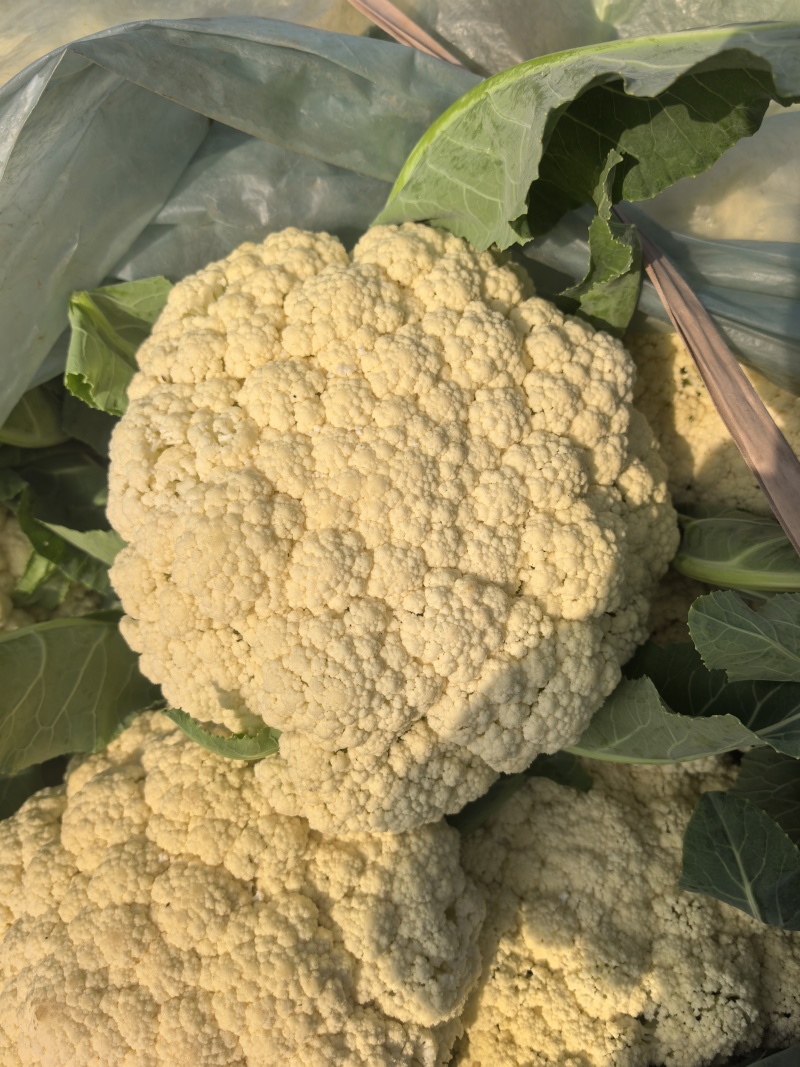 山东省潍坊市青州市菜花，大量上市了，很好。