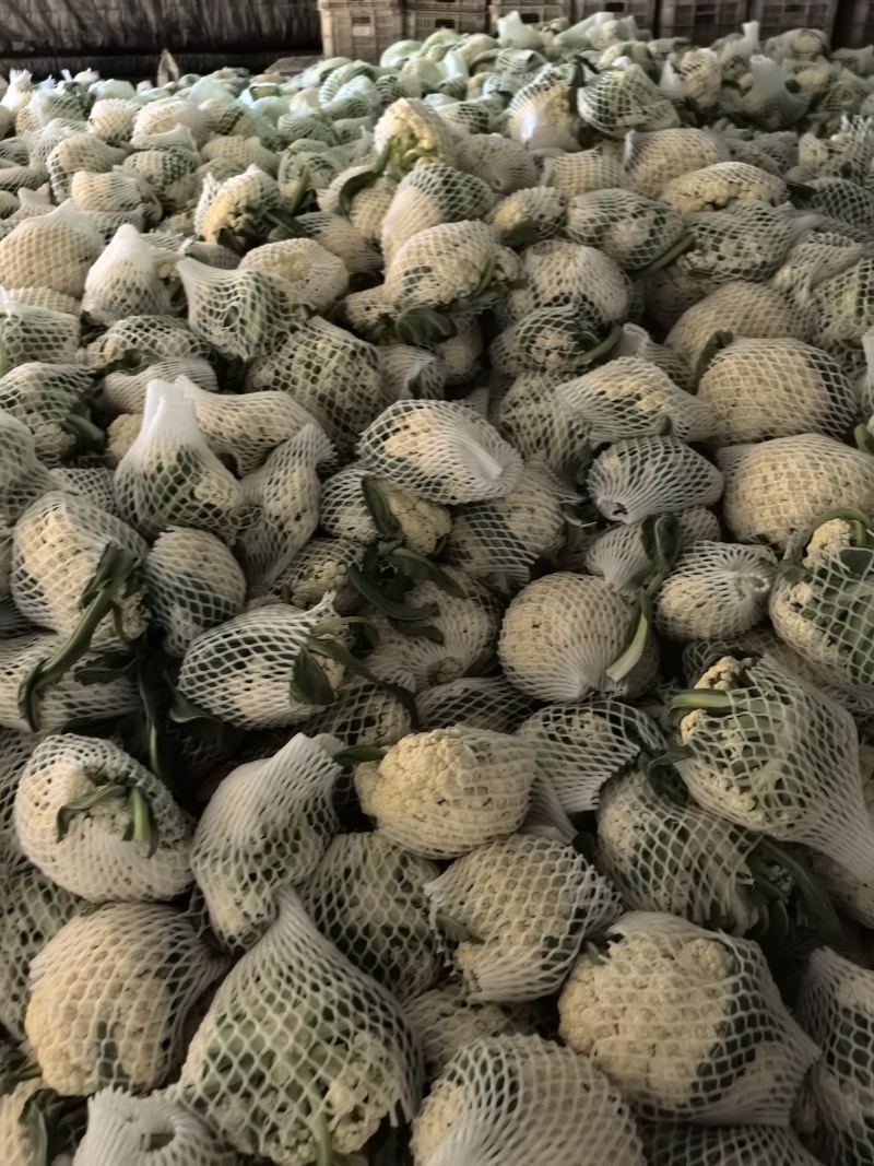 山东省潍坊市青州市菜花，大量上市了，很好。