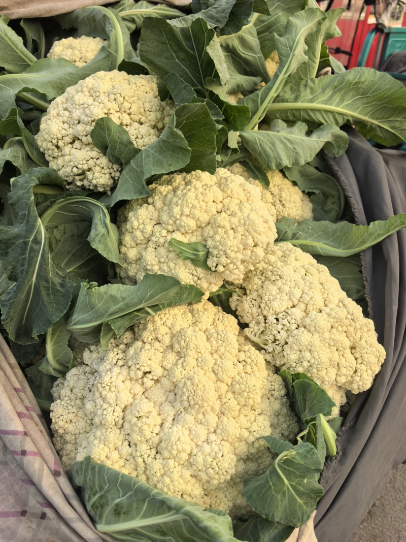 山东省潍坊市青州市菜花，大量上市了，很好。