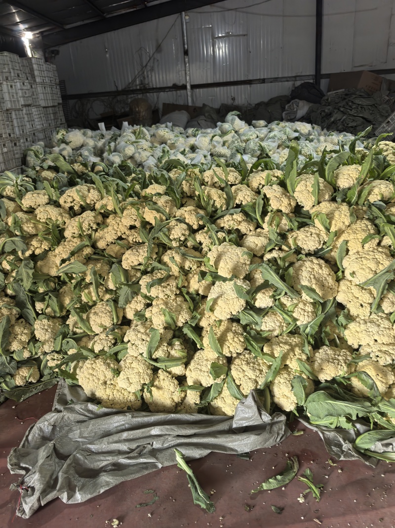 山东省潍坊市青州市菜花，大量上市了，很好。