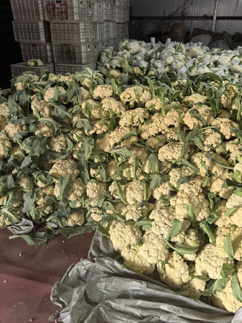 山东省潍坊市青州市菜花，大量上市了，很好。