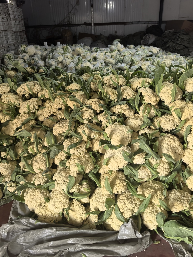山东省潍坊市青州市菜花，大量上市了，很好。