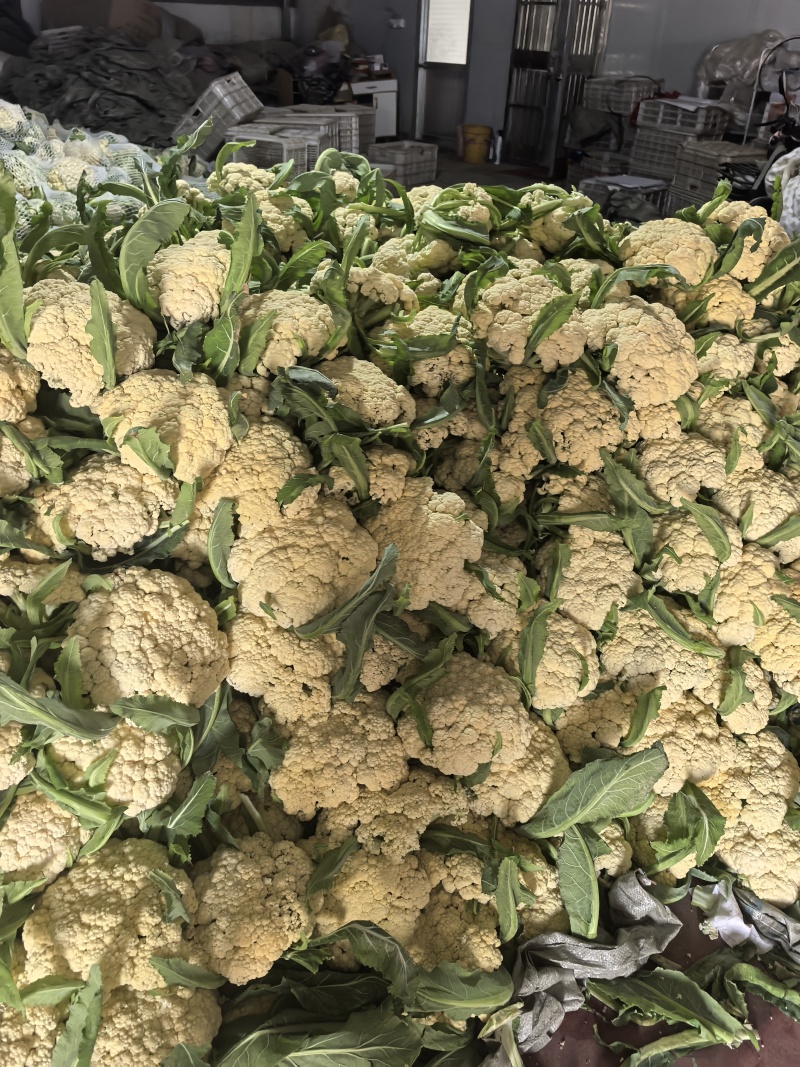 山东省潍坊市青州市菜花，大量上市了，很好。