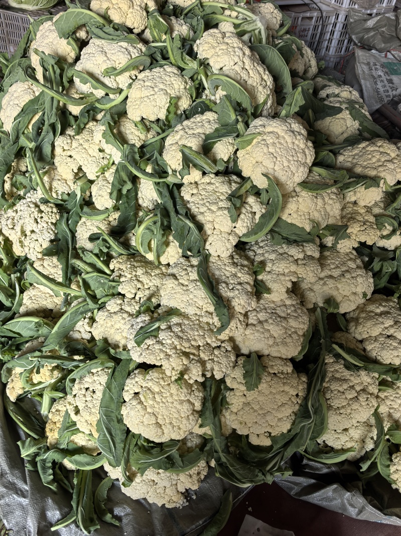 山东省潍坊市青州市菜花，大量上市了，很好。