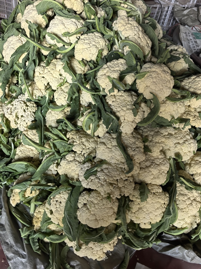 山东省潍坊市青州市菜花，大量上市了，很好。