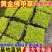 佛甲草基地直销免费开票