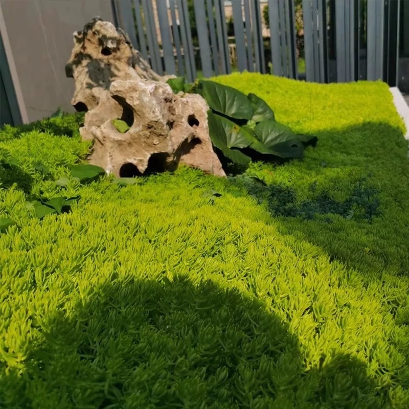 佛甲草基地直销免费开票