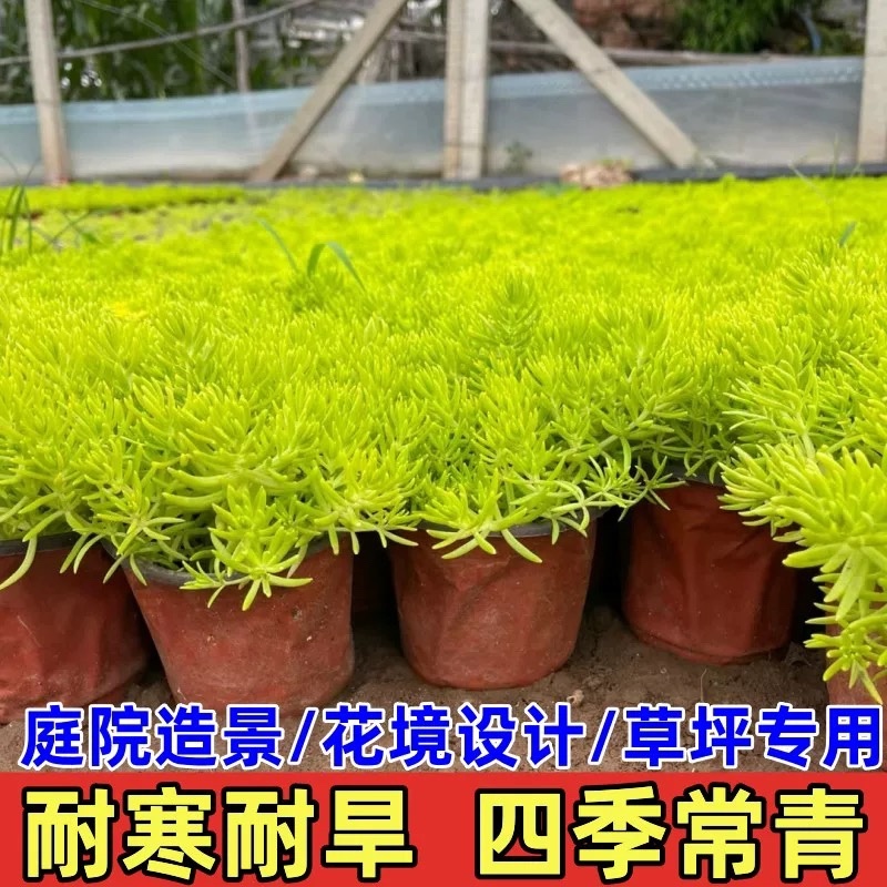 佛甲草基地直销免费开票