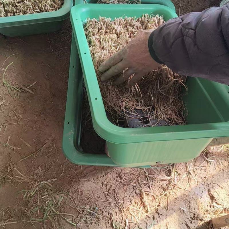 河北黄韭菜盆景对接全国市场量大从优欢迎询价对接全国热卖