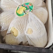 框装的雪梨