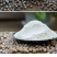 纯芡实粉广东肇庆正牌芡实纯粉炒熟粉代餐粉生粉搭薏米粉食用