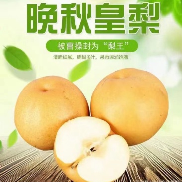 晚秋黄梨
